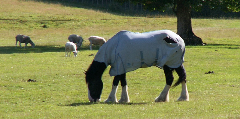 89 Saracen.JPG - KONICA MINOLTA DIGITAL CAMERA